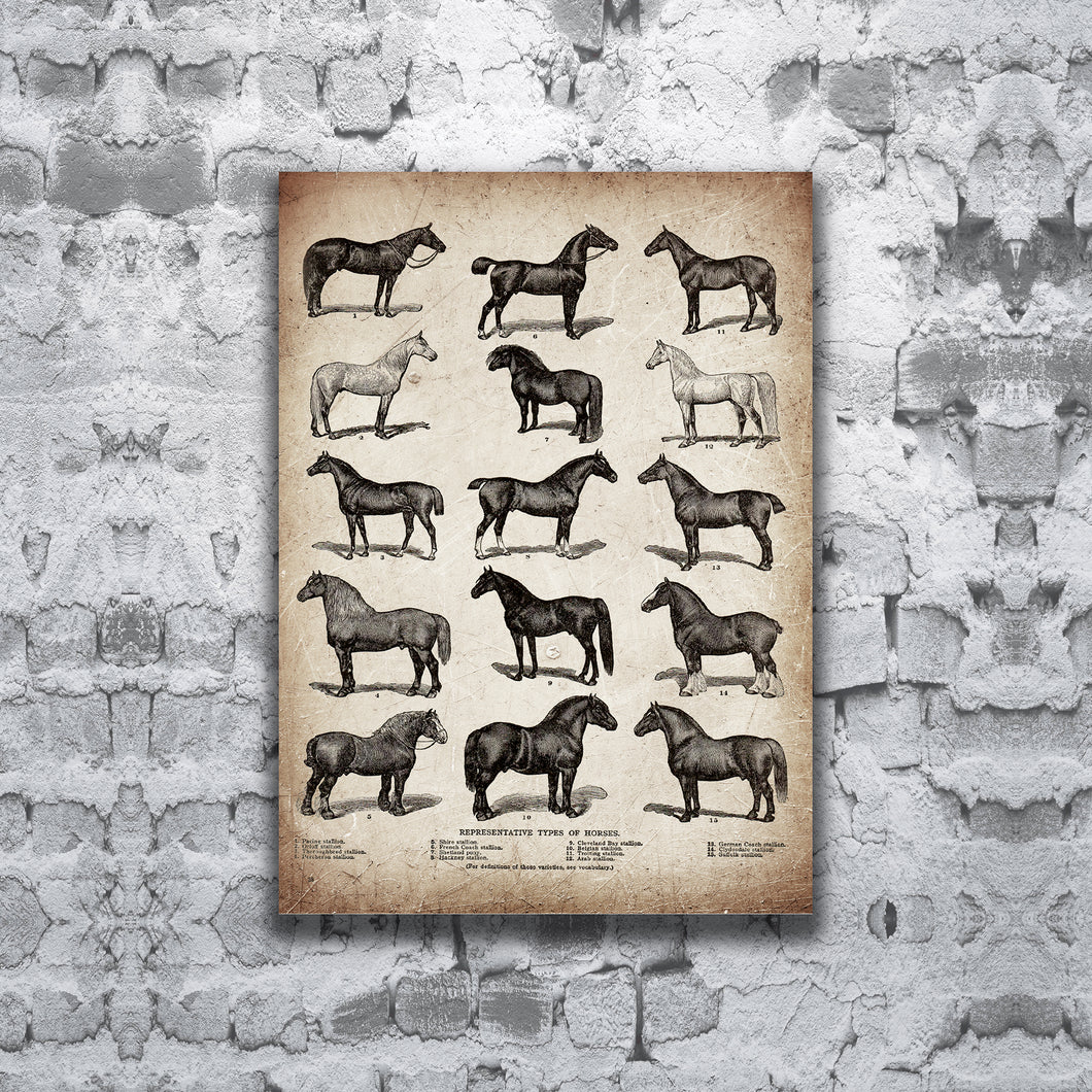 Horse matte canvas